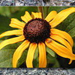 Floral9808aDBs7