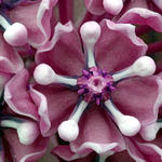 Floral9880a3s7