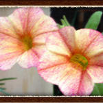 FloralBristol6131s7