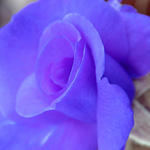 Floral4334_Blues7