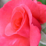 Floral4334_Reds7