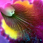 FloralTRF7311s7