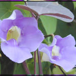 FloralTRF7770bs7