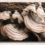 Fungus9417a2s7