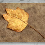Leaf7766as7