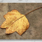 Leaf7797a2s7