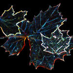 Leaves0498bs7