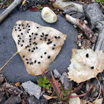 Stilllife0128as7