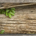 Wood2621a2s7
