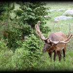 Elk #1...