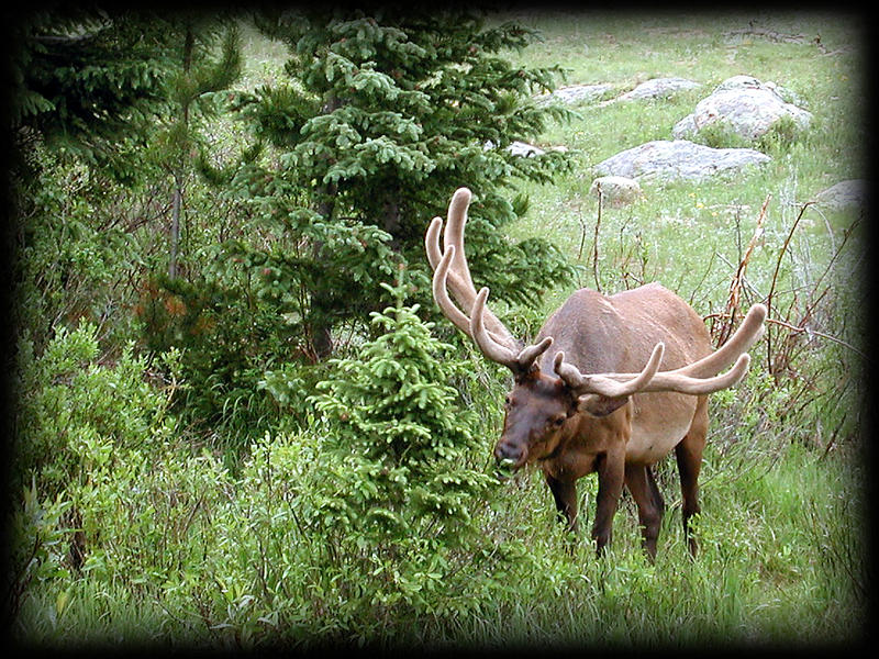 Elk #1...