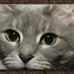 Fat Cat...