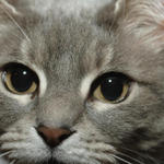 Fat Cat #2...