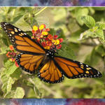 Butterfly #8...
