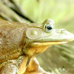 Speedy the Warped Frog...