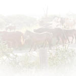 Ghosted Horses...