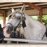 Happy Horsie...