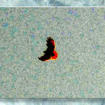 Hawk At Extreme Range...