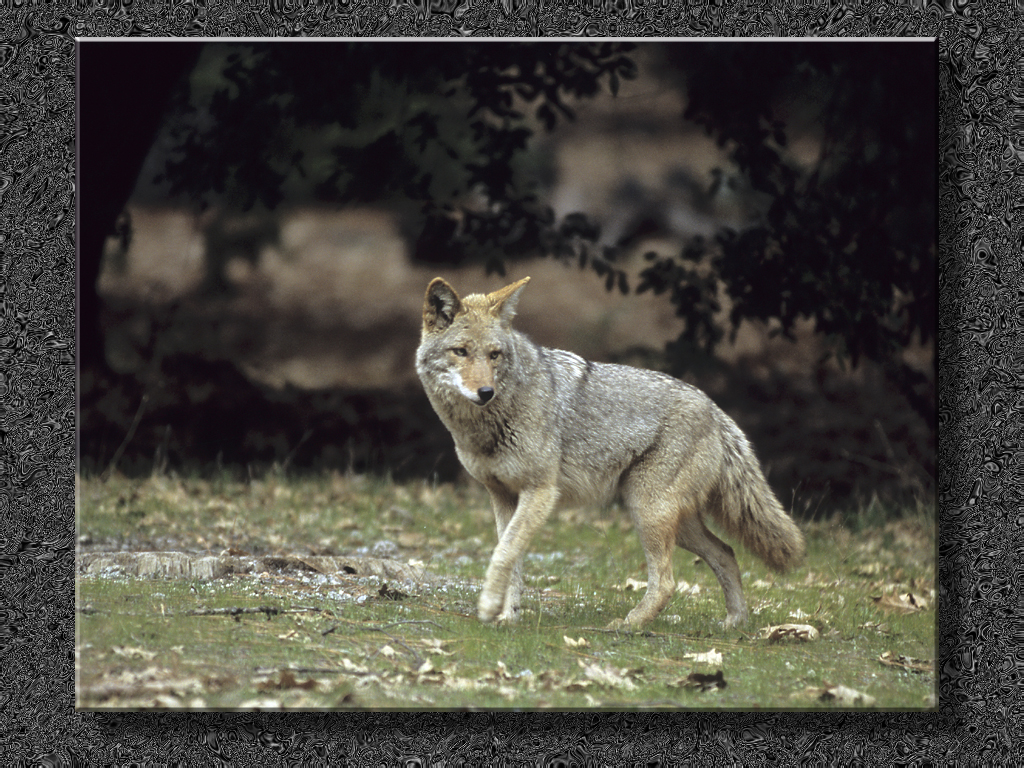 Coyote At the Lodge...