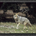 Coyote At the Lodge...