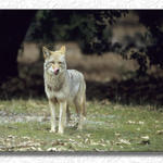 Coyote Pays Attention...