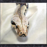 Jake the Snake #2...
