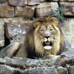 Leo #1...