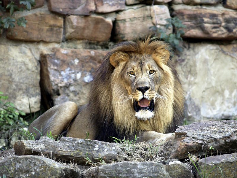Leo #1...