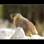 Marmot At Yosemite...