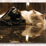 Matilda The Counter Cat at the Algonquin...