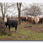 Moo...