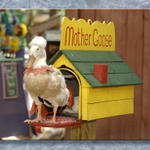 Mother Goose... Obviously...