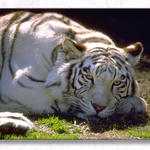 Neela At the Ft. Worth Zoo...