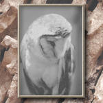 Owl...