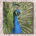 This Peacock Is Glaring At Me...