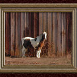 Peanut the Horse...