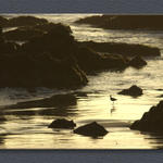 Piper in the Surf...