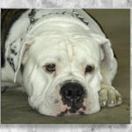 Pooch at ACF...