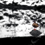 Quacker #1...