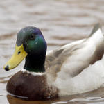 Quacker #2...