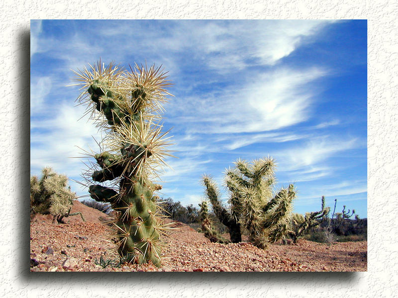 Arizona Flora #1...