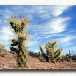 Arizona Flora #1...