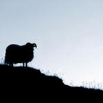 Rammy #2...