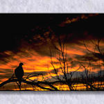Dove Sunset In Arizona...