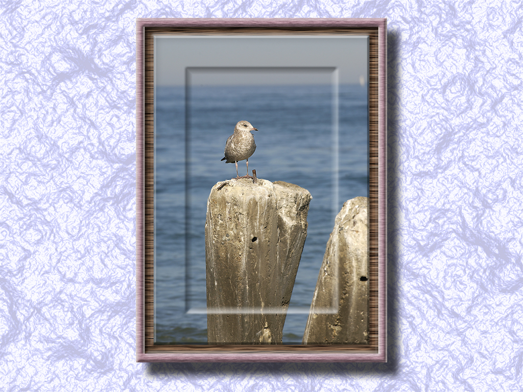 Gull On Lake Michigan...