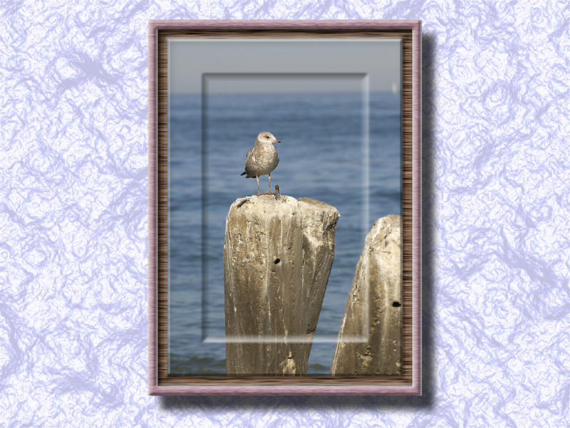 Gull On Lake Michigan...