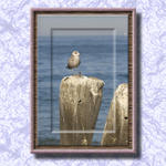 Gull On Lake Michigan...