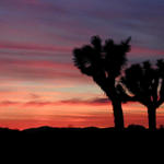 Joshuas At Sunset...