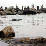 Kenosha Sea Gulls...