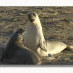 Seal Barking...